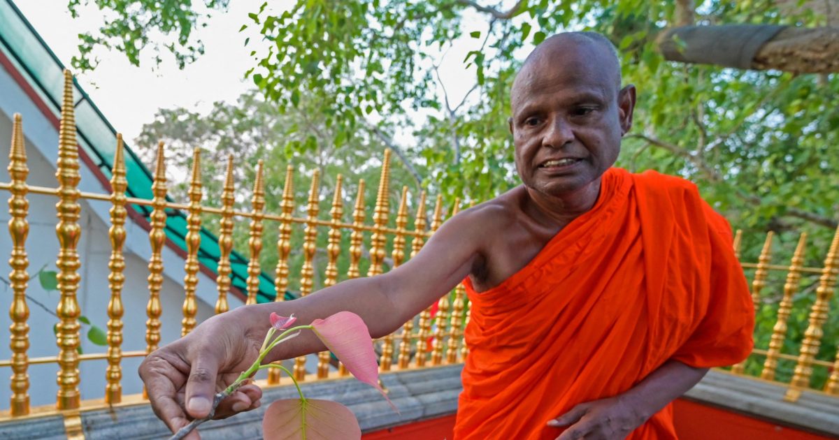 Senior Sri Lankan monk suspended over child sex abuse allegation